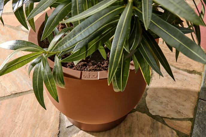 amber coupe 41cm caramello